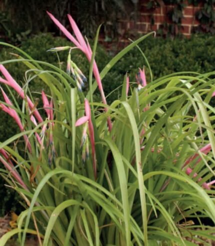 Billbergia nutans les larmes de la reine
