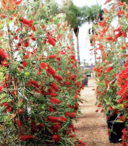 Callistemon viminalis Rince-bouteille