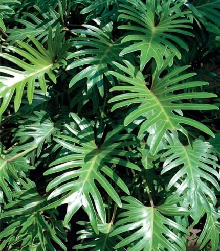 Philodendron xanadu Philo luxuriant