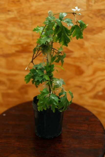 Microcitrus australasica Citron caviar