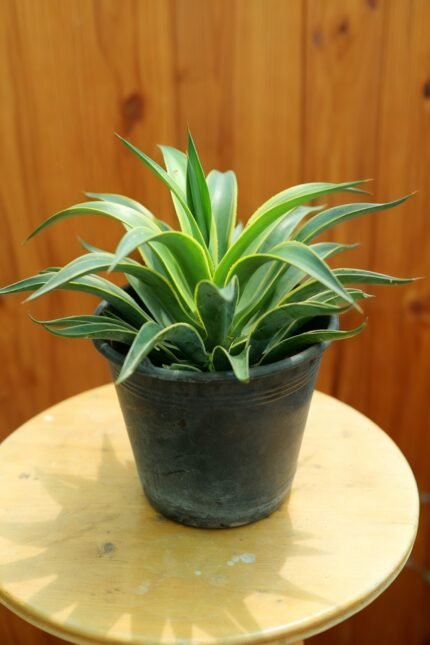 Sansevieria trifasciata Langue de belle-mère