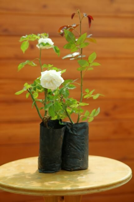 Gardenia Jasmin du Cap