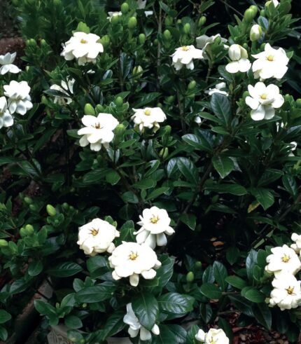 Gardenia Jasmin du Cap