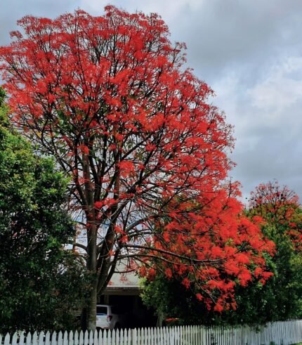 Brachychiton acerifolius Arbre-bouteille