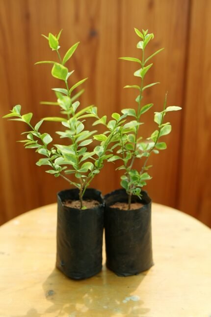 Arbre orange