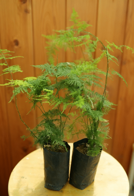plante d'extérieur