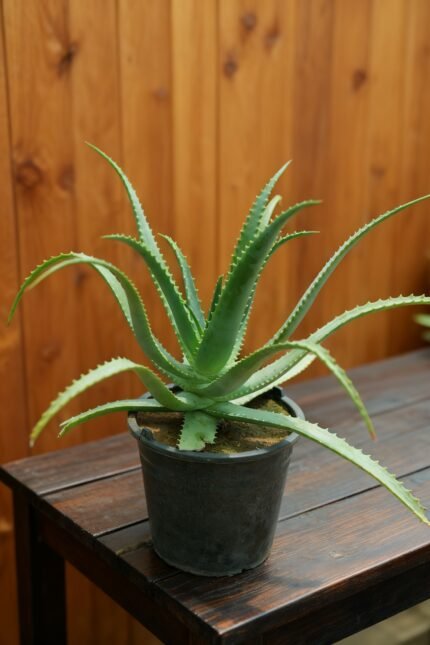 aloe vera pique