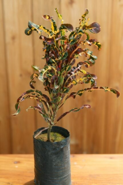 arbre dark
