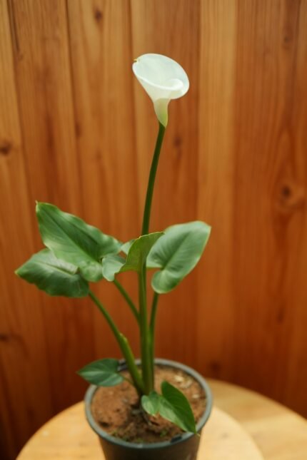 Fleur blanche