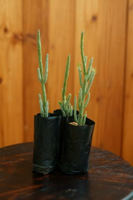 Plantes jardins